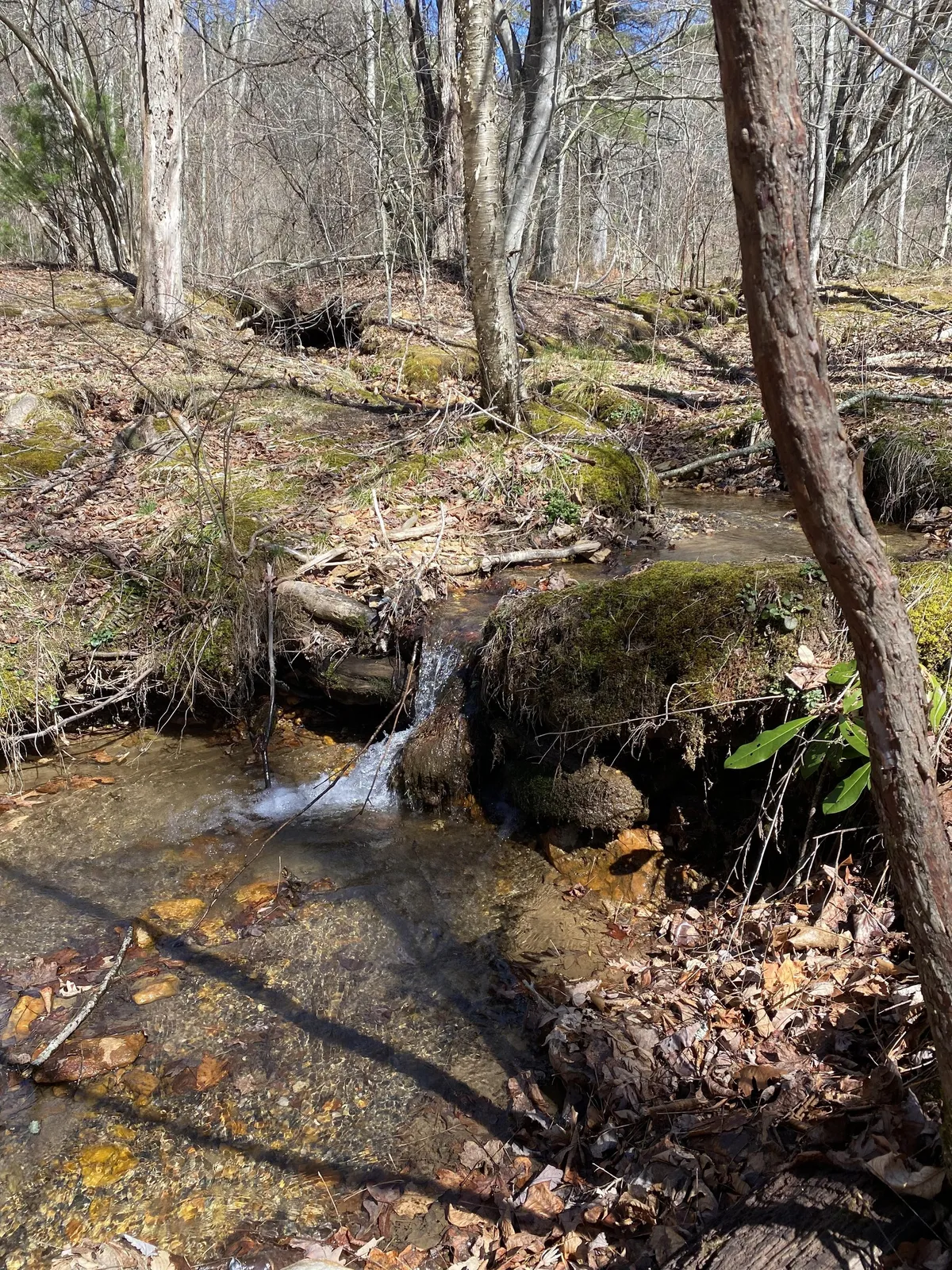 A tranquil forest scene with a stream running between mossy rocks and bare trees. The area exudes peace and natural charm, evoking thoughts of leisurely walks and outdoor play.